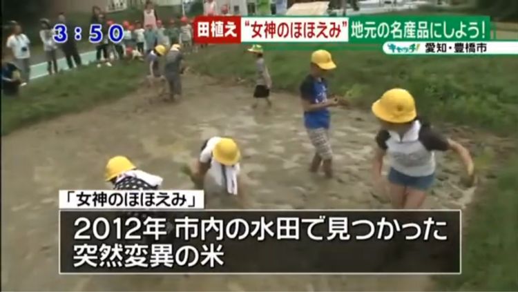 「女神のほほえみの田植え」がＴＶ紹介されました