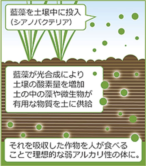 アルカリ性への救世主?ピロール農法とは